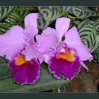 Orchidee....