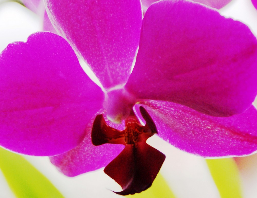 Orchidee