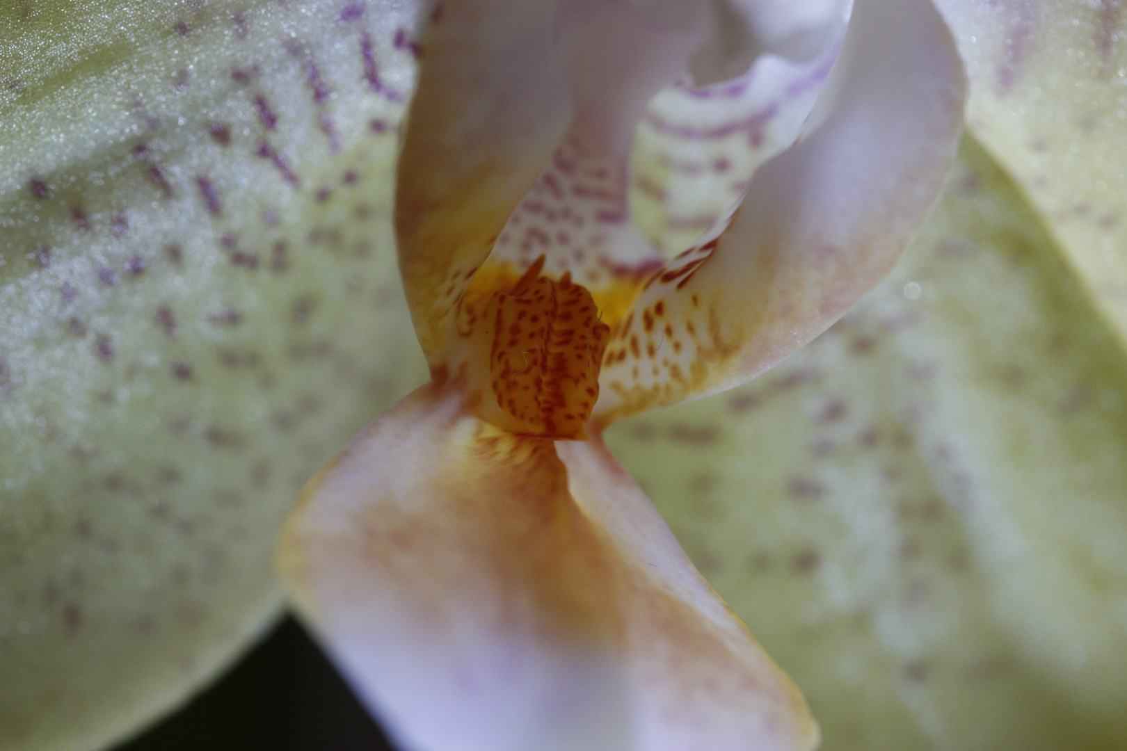 Orchidee