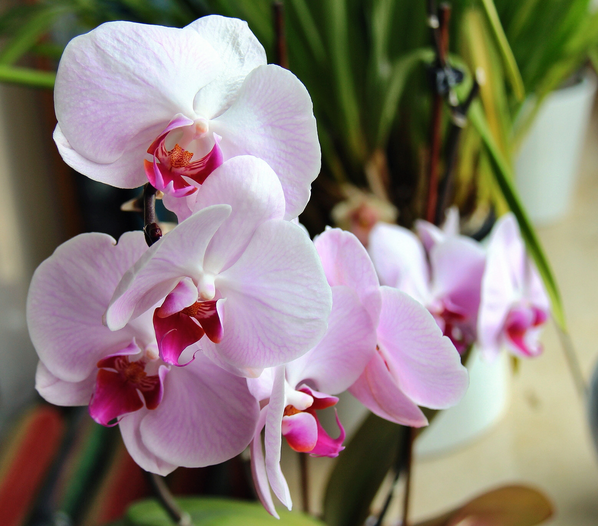 Orchidee