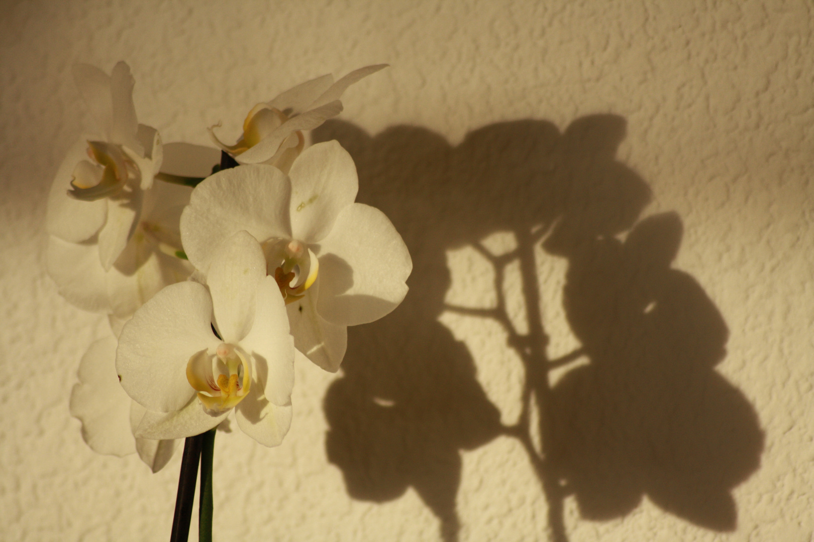 Orchidee