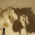 Orchidee