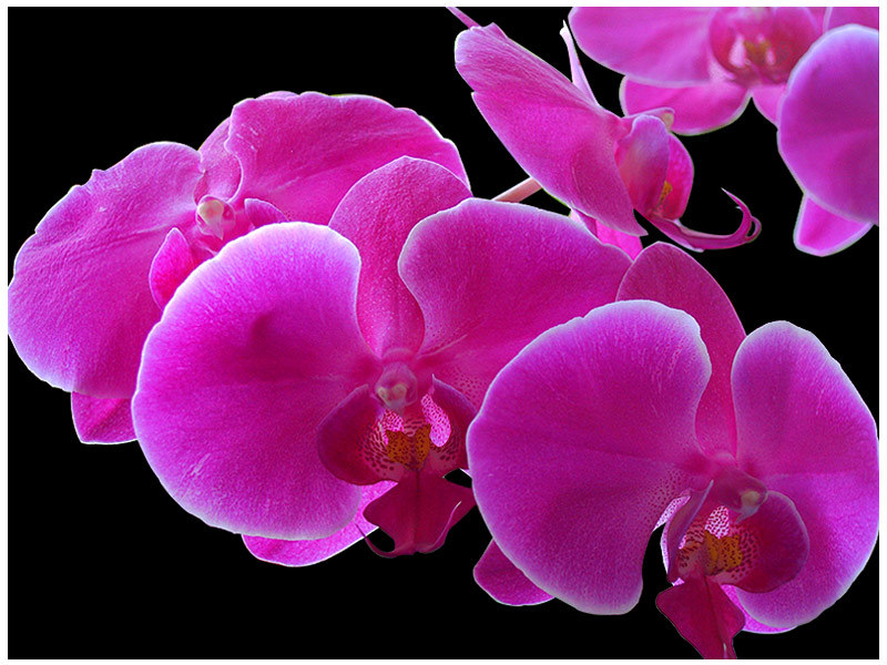 Orchidee