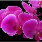 Orchidee