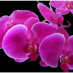 Orchidee