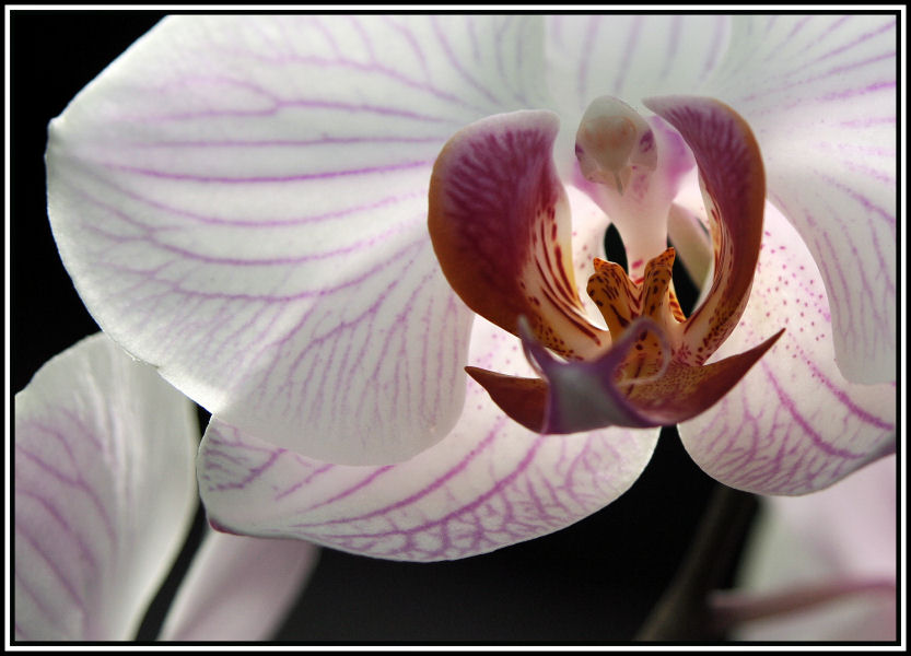 Orchidee