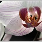 Orchidee