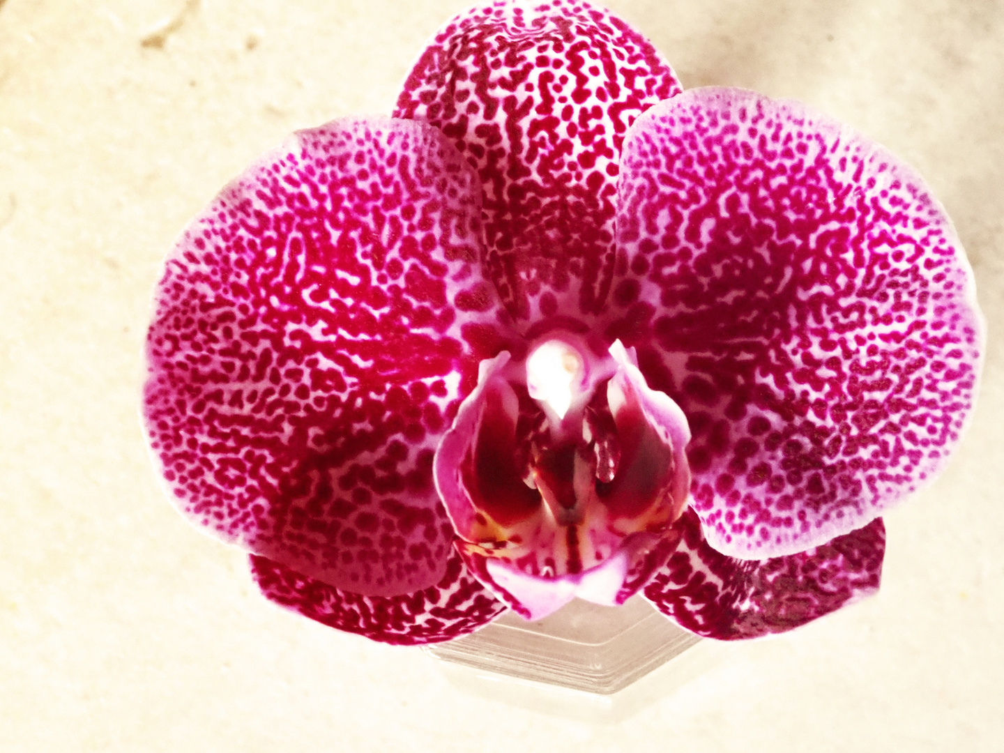 Orchidee  