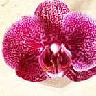 Orchidee  