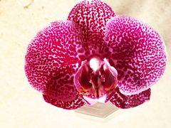 Orchidee  