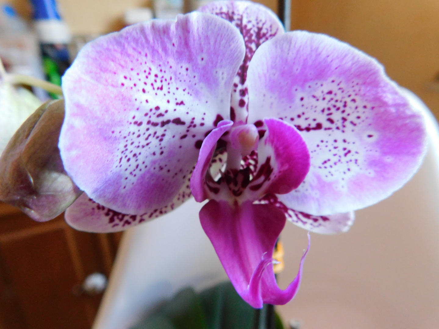 Orchidee