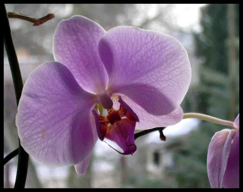 Orchidee