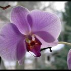 Orchidee