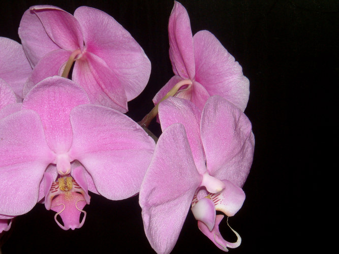 Orchidee