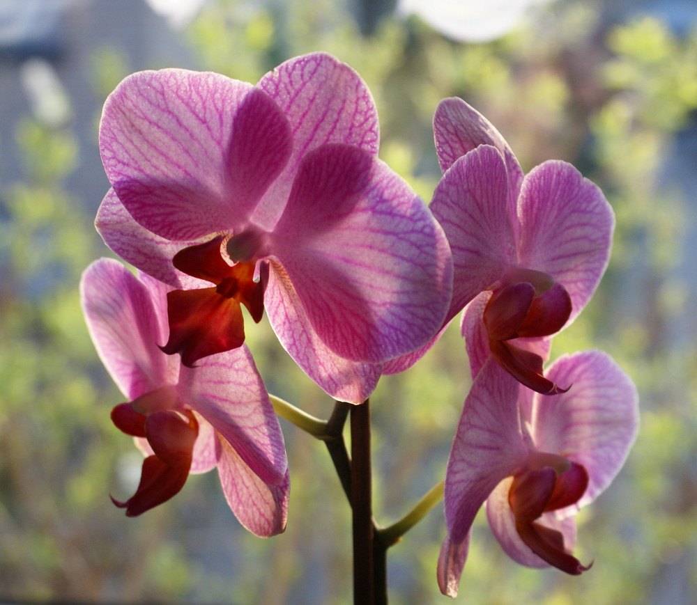 Orchidee