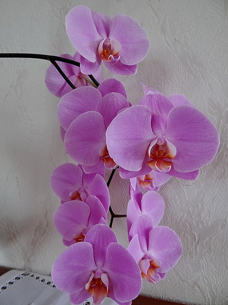 Orchidee