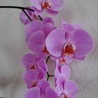 Orchidee