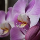 Orchidee