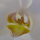 Orchidee