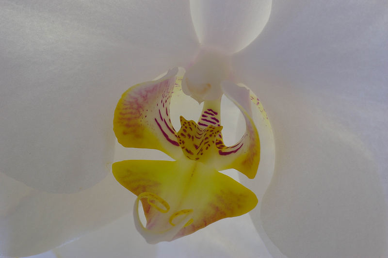 Orchidee