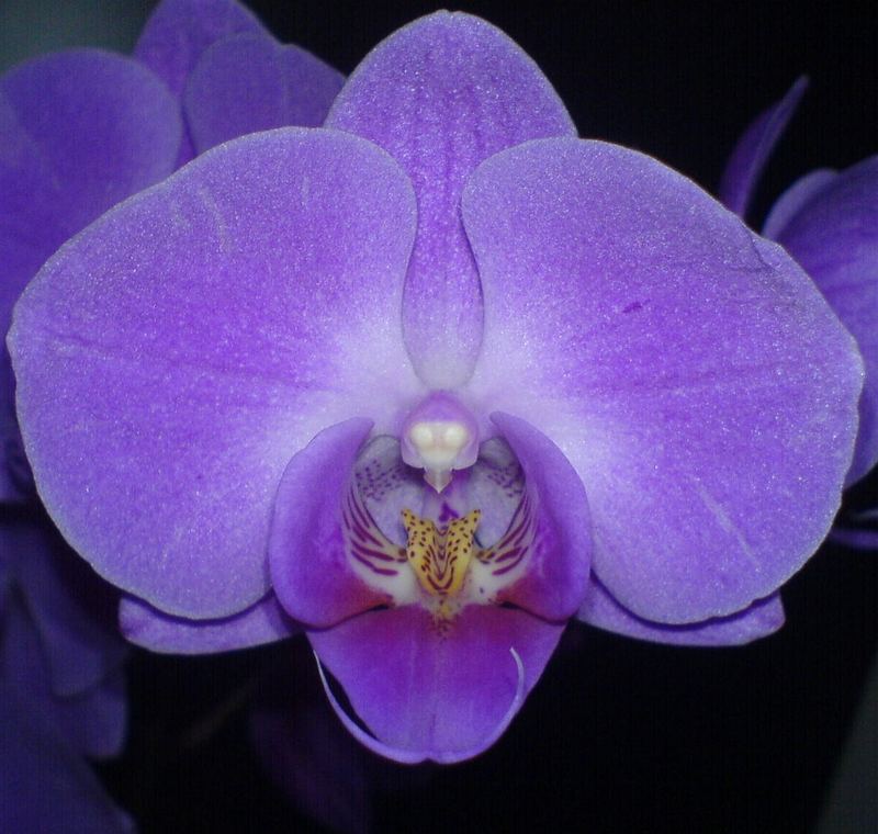 Orchidee