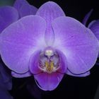 Orchidee