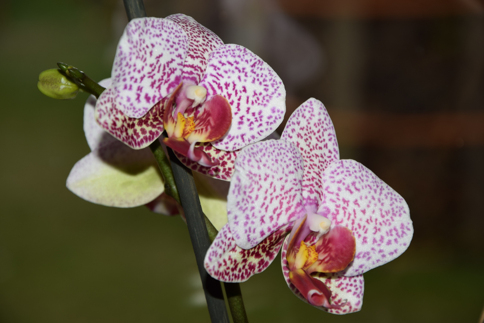 Orchidee