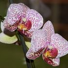 Orchidee