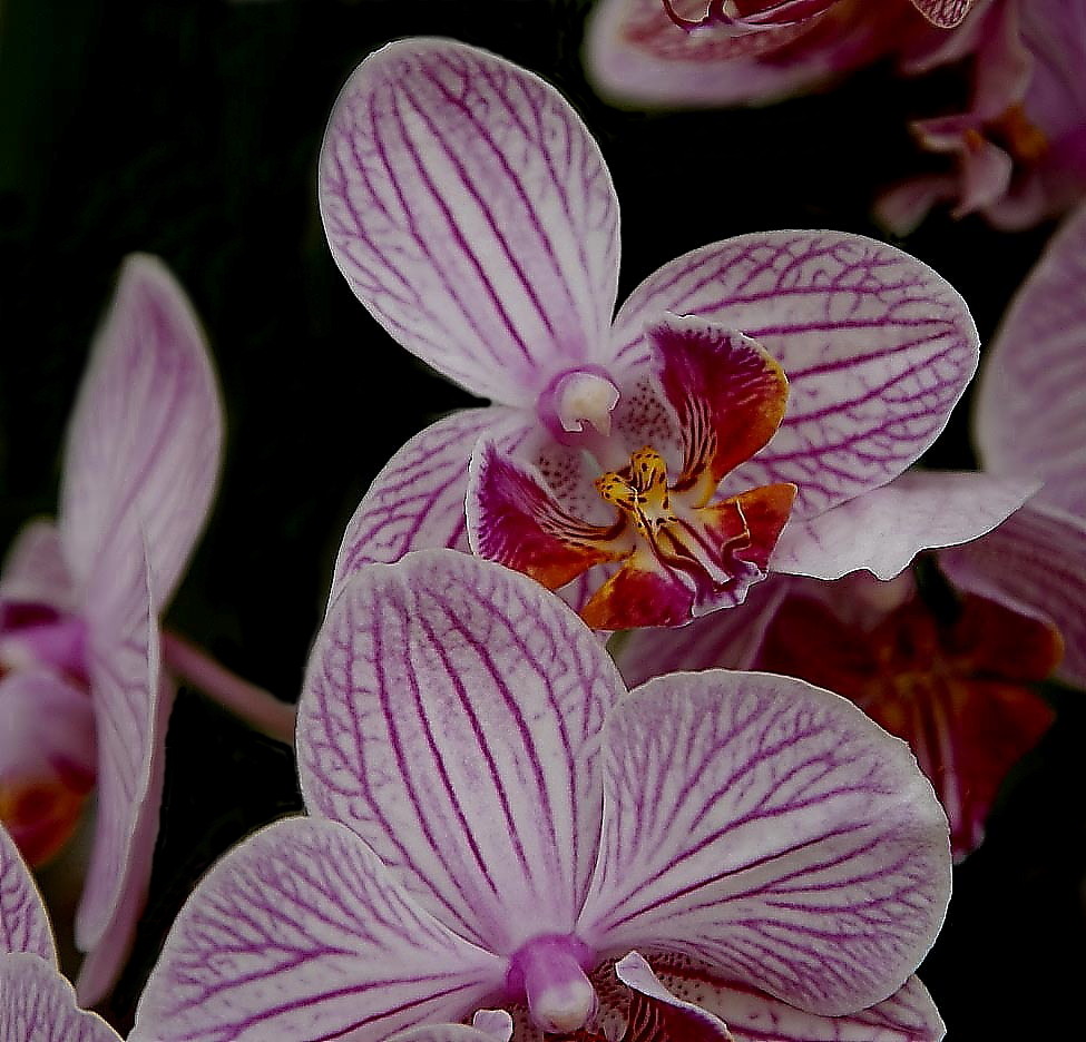 orchidee