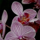 orchidee