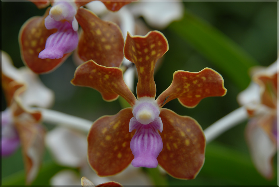 Orchidee 2