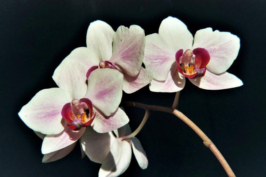 Orchidee 2