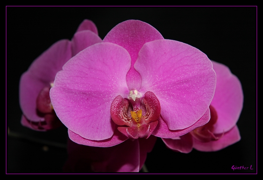 Orchidee 2