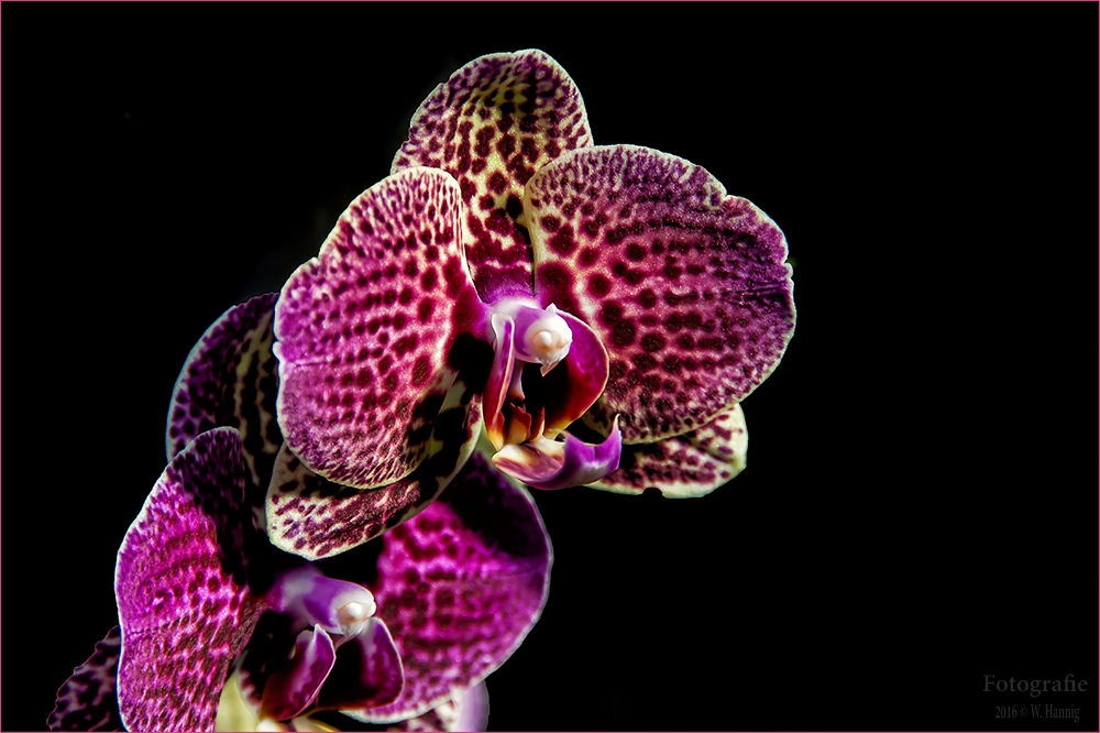 Orchidee 2