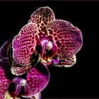 Orchidee 2