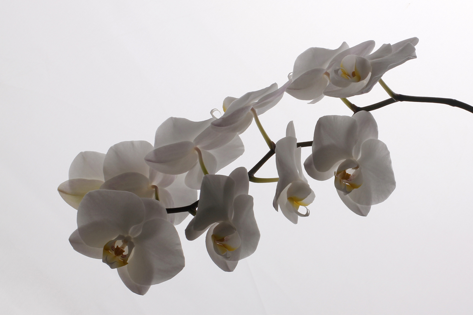 Orchidee 2