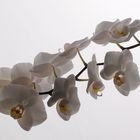 Orchidee 2