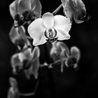 Orchidee 2