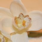 Orchidee 2