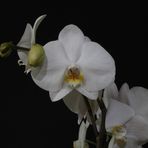 Orchidee 2