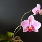 Orchidee 2