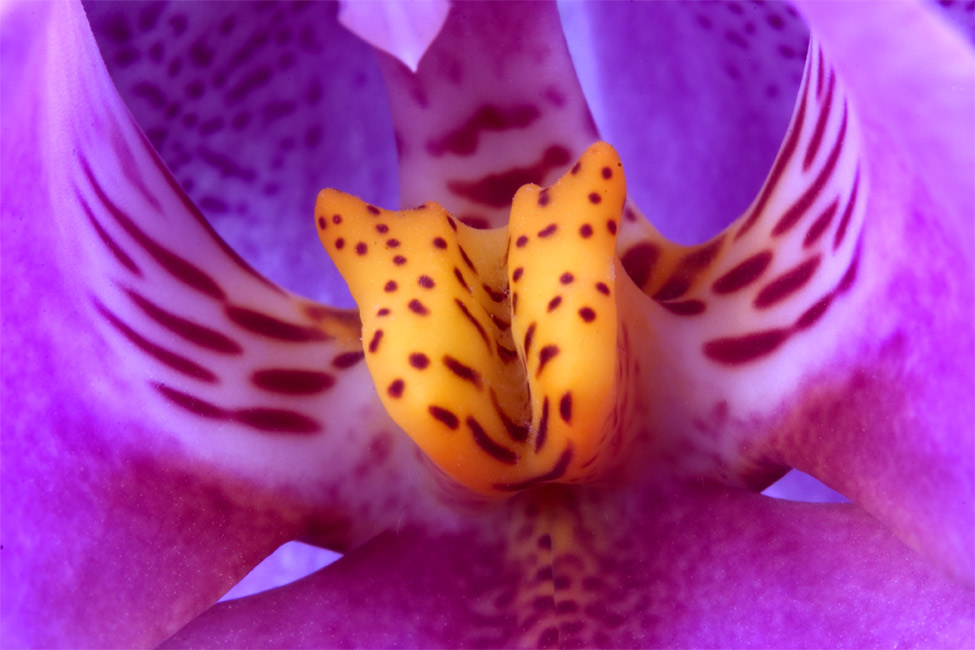 Orchidee #2