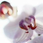 Orchidee (2)