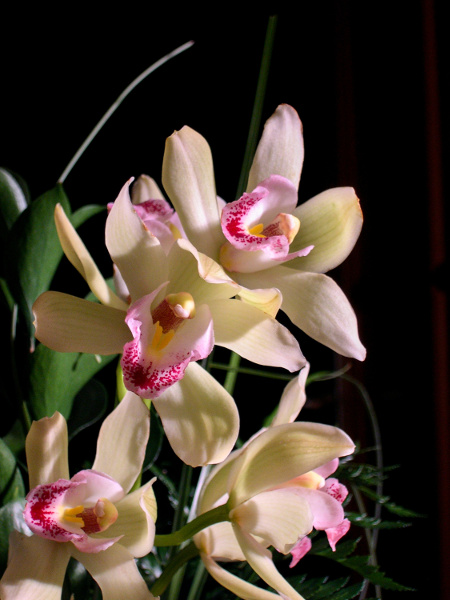 Orchide?e-2