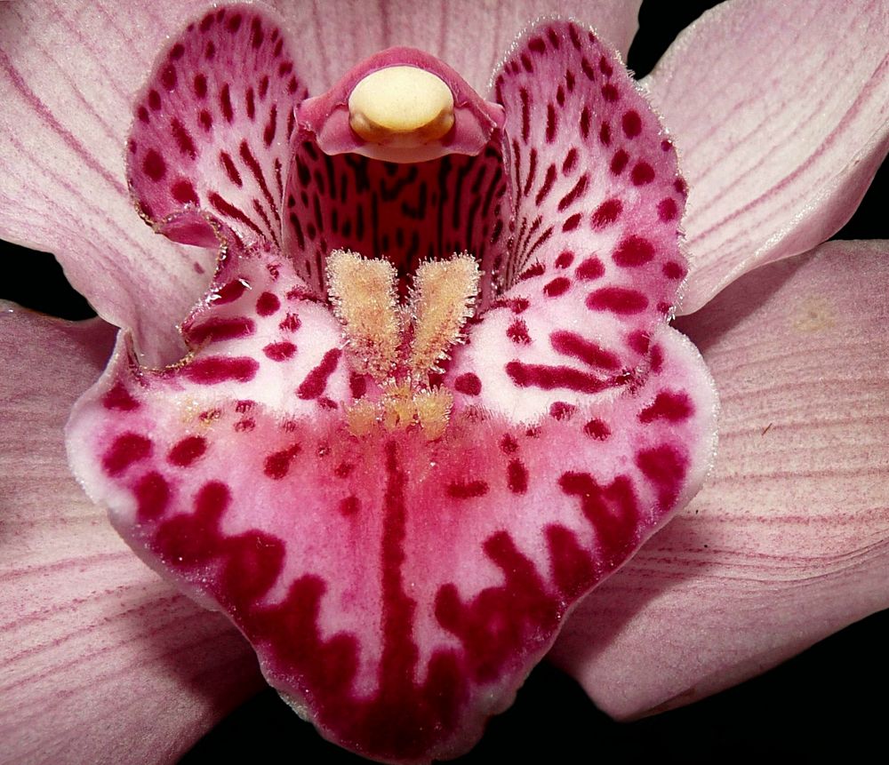 Orchidee 2