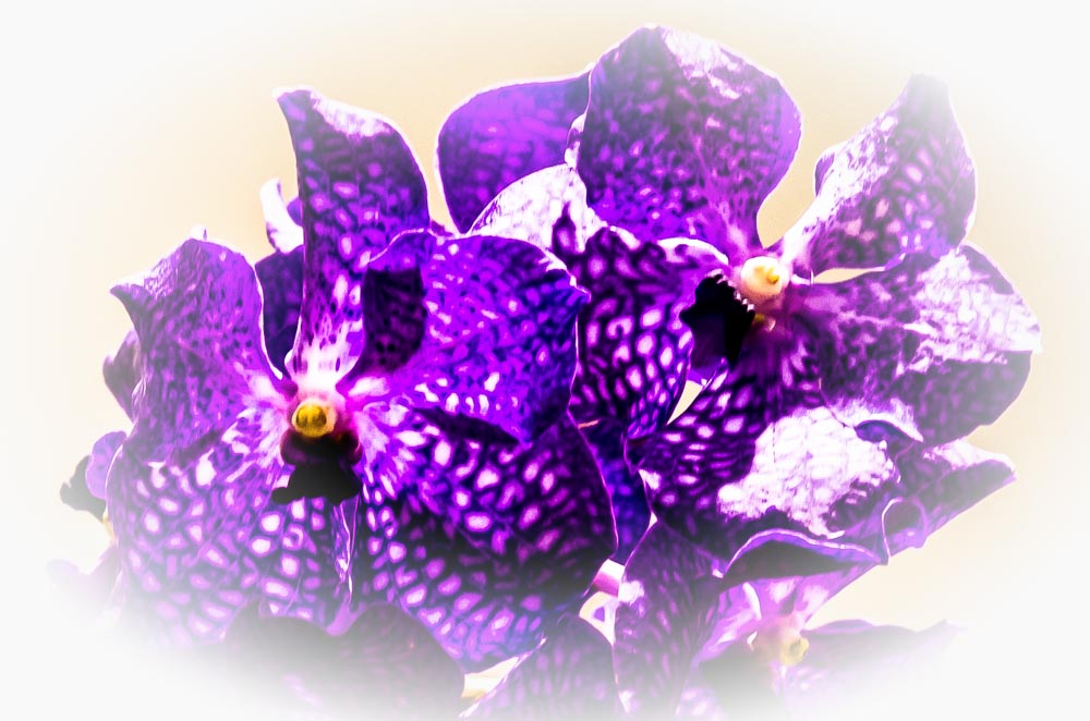 Orchidee 2-2013