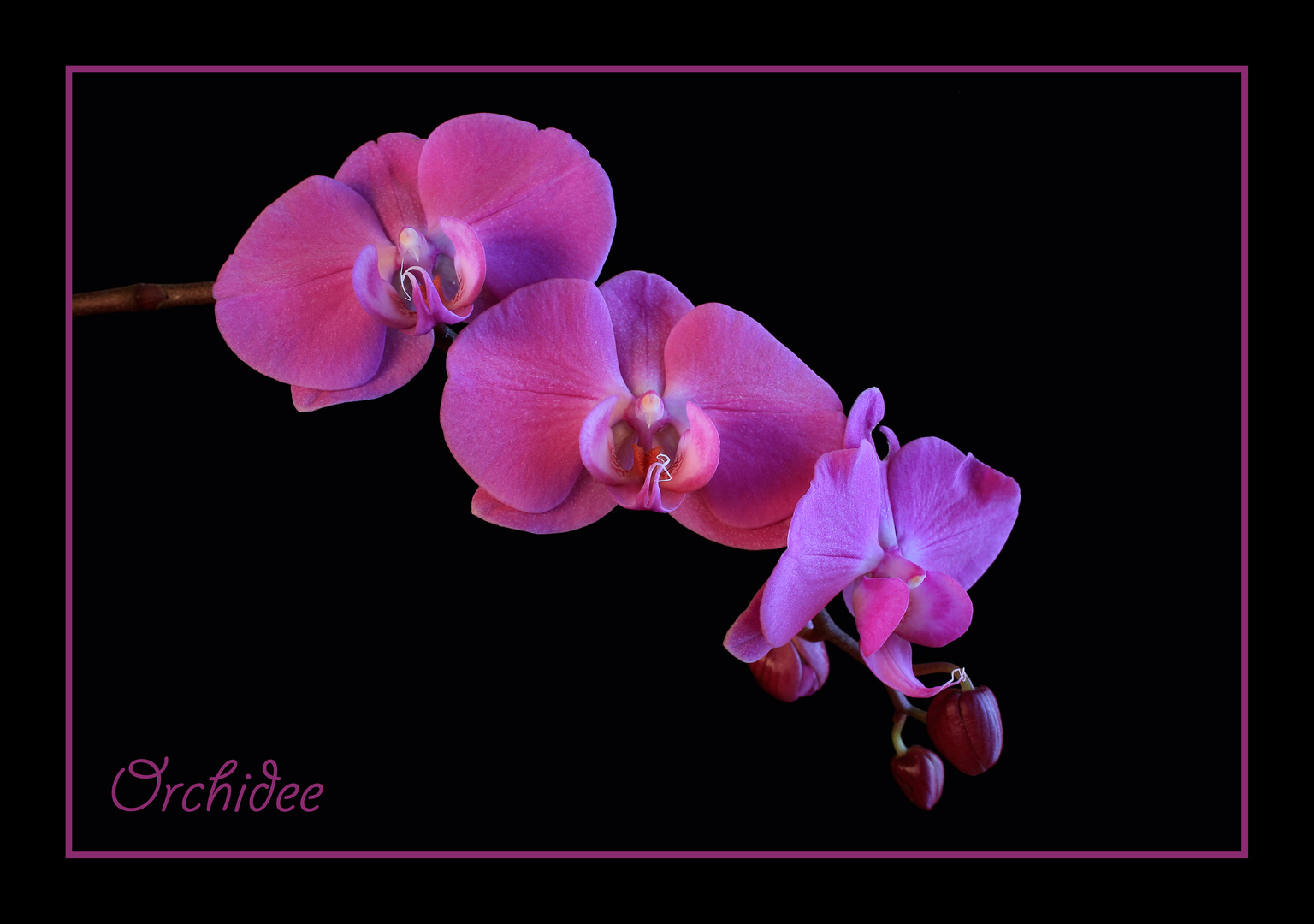 Orchidee 2