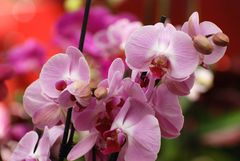 Orchidee 2