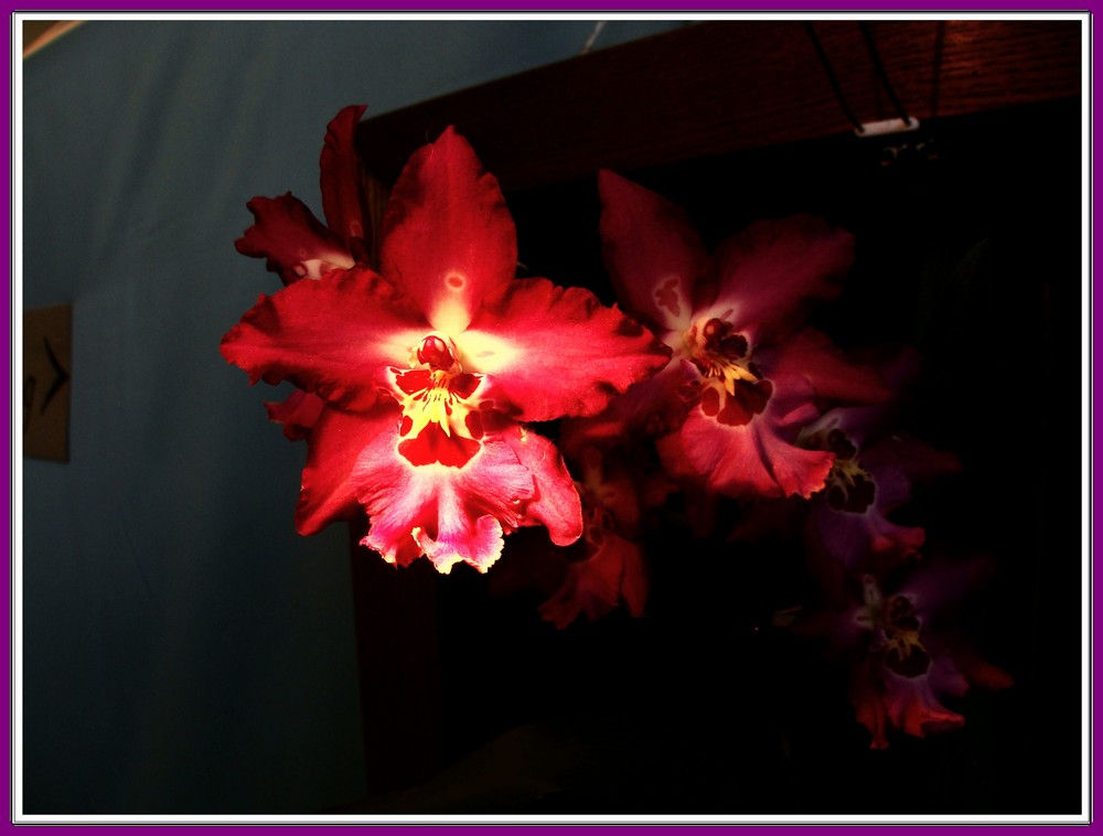 Orchidee 2