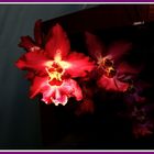 Orchidee 2